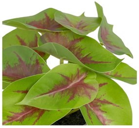 Plantă artificială (înălțime 20 cm) Syngonium – Ixia