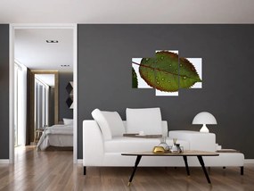 Tablou - Frunze de trandafir (90x60 cm)