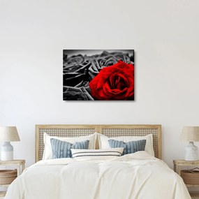 Tablou - Flori de trandafir (70x50 cm)