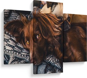 Tablou cu câini dormind (90x60 cm)