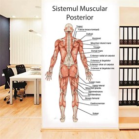Sticker perete Sistemul Muscular Posterior