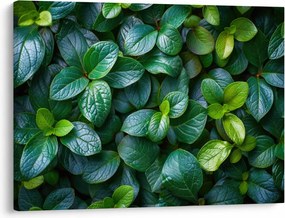 Tablou - Plante verzi (70x50 cm)