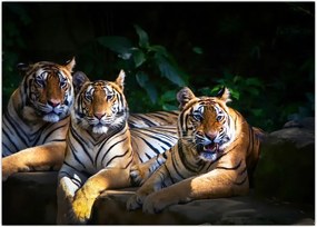 Tablou - Tigrii frați (70x50 cm)