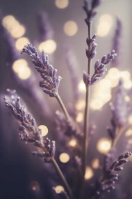 Fotografie Lavender Detail, Treechild