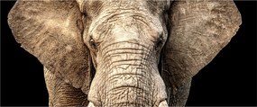 Tablou - Elefant african (120x50 cm)