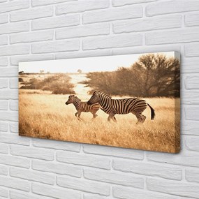 Tablouri canvas Zebra câmp apus de soare