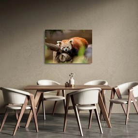 Tablou pe sticlă cu panda roșie (70x50 cm)