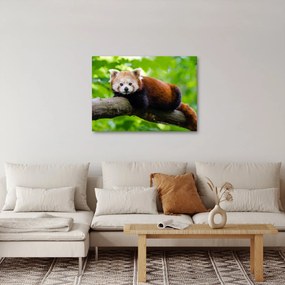 Tablou cu panda roșie (70x50 cm)