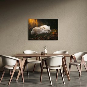 Tablou pe sticlă - Lupul care se odihnește (70x50 cm)