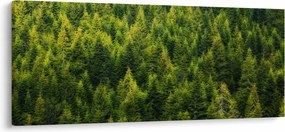 Tablou - Pădure deasă (120x50 cm)