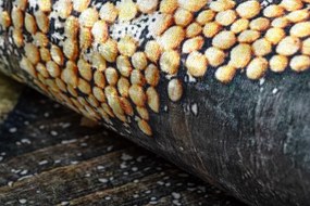 ANDRE 33150 covor lavabil Condimente, bucatarie, anti-alunecare - maro / bej