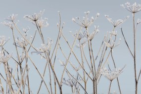 Fototapet, Frostwork, Rebel Walls