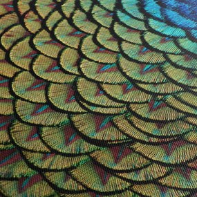 Tablou - Pene de păun (120x50 cm)