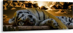 Tablou tigrul dormind (120x50 cm)