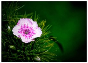 Tablou cu floare roz (70x50 cm)