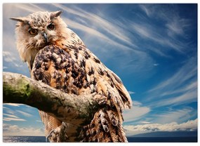 Tablou cu bufnița (70x50 cm)