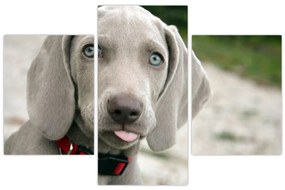 Tablou - cățeluș weimaraner (90x60 cm)