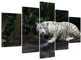 Tablou - Tigru alb (150x105 cm)