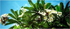 Tablou - Plumeria (120x50 cm)
