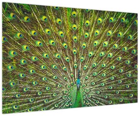 Tablou - Peacock (90x60 cm)