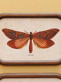 Set 2 tablouri cu fluturi, cu rama din lemn, Butterfly