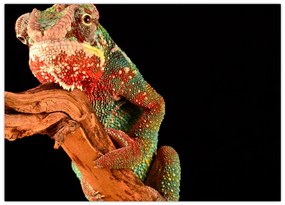 Tablou pe sticlă cu cameleon pe creangă (70x50 cm)