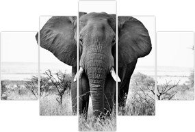 Tablou - Elefantul african II. (150x105 cm)