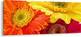 Tablou - Flori Gerbery (120x50 cm)