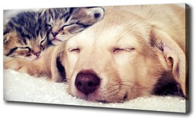Tablouri tipărite pe pânză Puppy și pisici