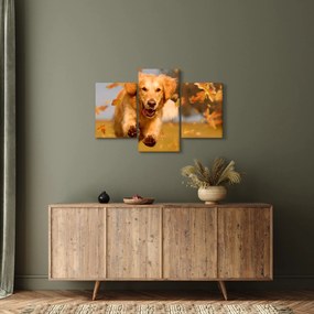 Tablou - Golden Retriever (90x60 cm)