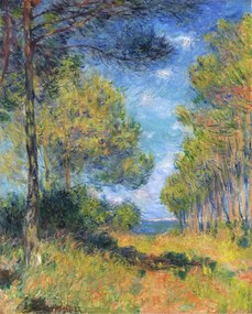 Reproducere Allée de sapins à Varengeville, Claude Monet