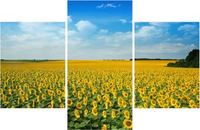Tablou - câmp cu floarea soarelui (90x60 cm)