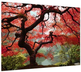 Tablou pe sticlă - Arțarul japonez roșu, Portland, Oregon (70x50 cm)