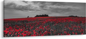 Tablou cu maci (120x50 cm)