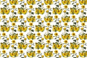 Tapet floarea soarelui pe fundal alb