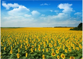 Tablou pe sticlă - câmp cu floarea soarelui (70x50 cm)