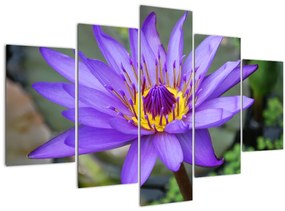 Tablou - Floare violet (150x105 cm)