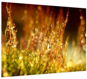 Tablou - Detaliu rouă (70x50 cm)