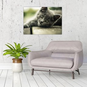 Tablou pe sticlă cu pisicuța (70x50 cm)