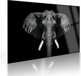 Tablou pe sticlă - Elefant pe fundal negru (70x50 cm)