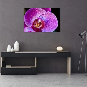 Tablou detailat cu floare de orhidee (90x60 cm)