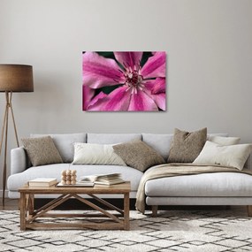 Tablou pe sticlă cu floarea roz de clematis (70x50 cm)