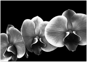 Tablou floare de orhidee (70x50 cm)