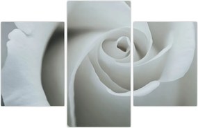 Tablou - Trandafirul alb (90x60 cm)