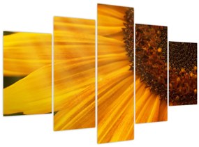 Tablou - Floarea-soarelui (150x105 cm)