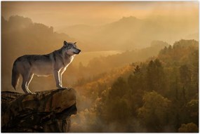 Tablou - Lup pe stăncă (90x60 cm)