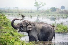 Tablou - Elefant de scăldat (90x60 cm)