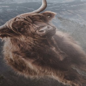 Tablou - Vaca Highlander (90x60 cm)