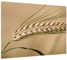 Tablou - Grâu (70x50 cm)