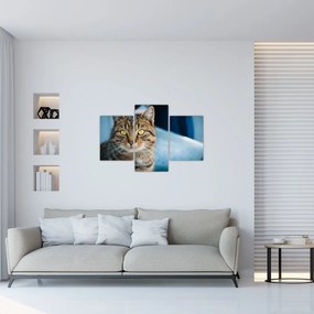 Tablou - Pisica domestică (90x60 cm)